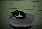 kitten