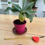 Banana plant Image 3