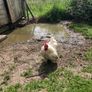 rooster Image 5