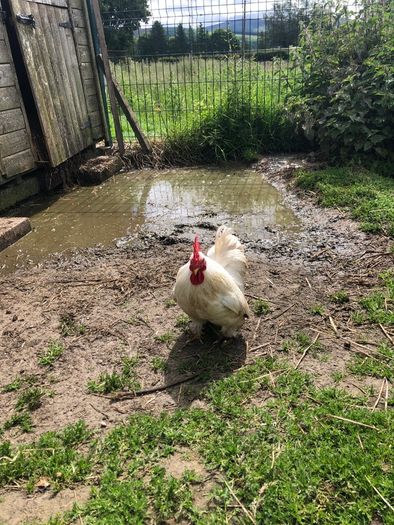 rooster