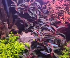 Bucephalandra Kedagang