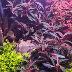 Bucephalandra Kedagang