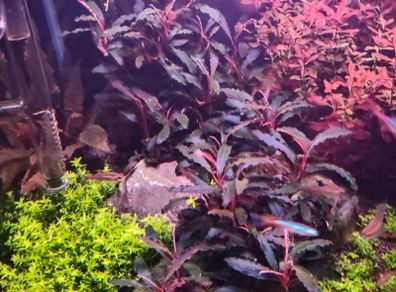 Bucephalandra Kedagang