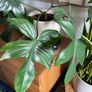 Beautiful exotic plant Image 2