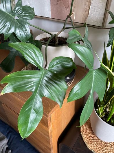 Beautiful exotic plant