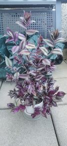 plant tradescantia zebrina