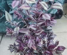 plant tradescantia zebrina