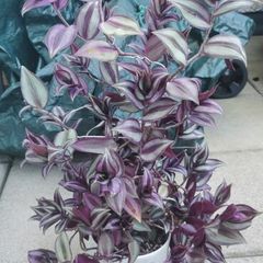 plant tradescantia zebrina