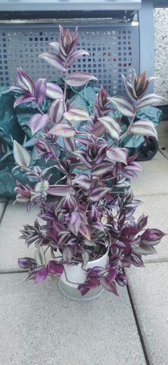 plant tradescantia zebrina