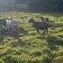 pygmy goats Image 4