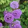 Garden Bulbs Image 2