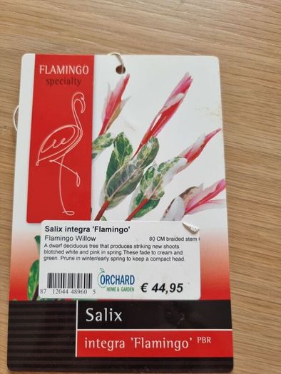 Salix Integra Flamingo small tree