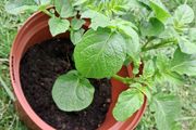 Potato plants