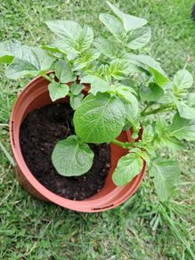 Potato plants