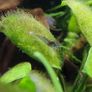 shrimp Image 6