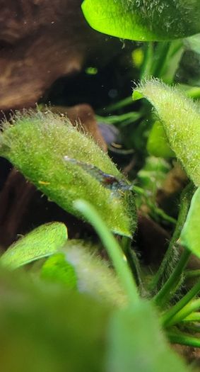 shrimp