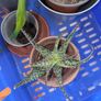 3 Plants incl. Pots Image 2