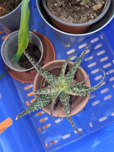 3 Plants incl. Pots
