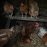 laying hens Image 2
