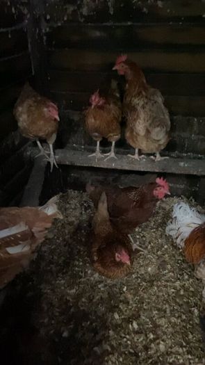laying hens