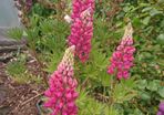 Lupin Seeds / Lupin Plant