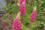 Lupin Seeds / Lupin Plant
