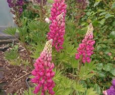 Lupin Seeds / Lupin Plant