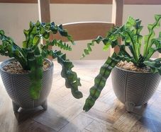 Artificial Plants in Ceramic Plant Pots with Decorative Stones x2