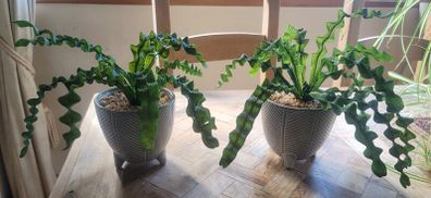 Artificial Plants in Ceramic Plant Pots with Decorative Stones x2