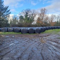 silage bales , saved 2025, 200 in total , collection , you will need to load your self