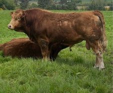 Limousin Bull