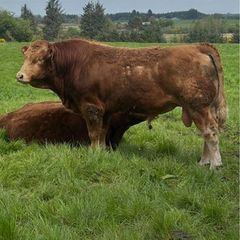 Limousin Bull
