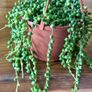 String of pearls in 12cm hanging pot and 20cm in length Image 2