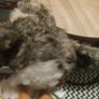 Star Wars PORG and PORGLETS 2018 Set by Disney The Last Jedi Collection Image 3