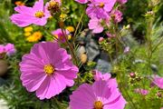Cosmos Pink seeds