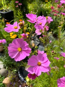 Cosmos Pink seeds