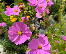 Cosmos Pink seeds
