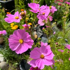 Cosmos Pink seeds
