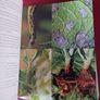 200 Veg Growing Basics/2009 Image 6