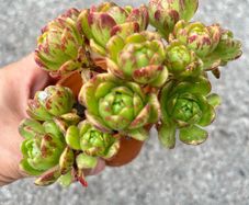 plant