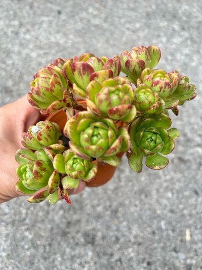 plant