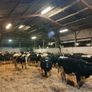 Dairy  heifers  calved Pedigree  registered Image 4