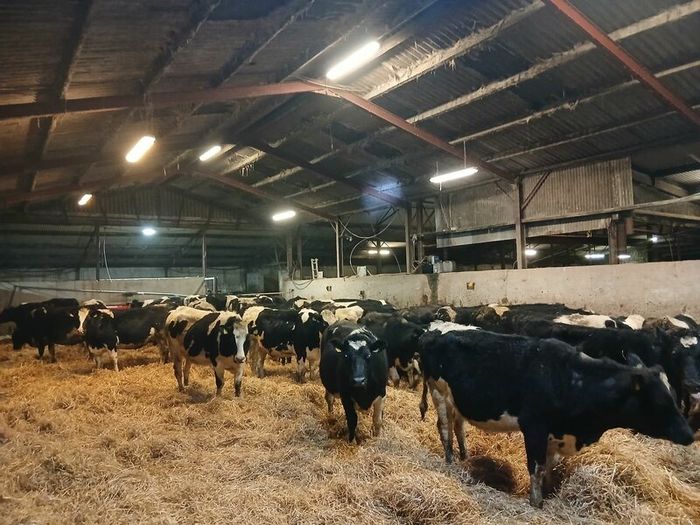 Dairy  heifers  calved Pedigree  registered