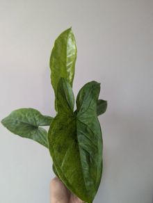 Syngonium Mojito Plant