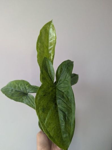 Syngonium Mojito Plant