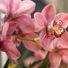 orchidea