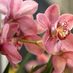 orchidea