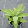plants Image 3