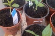 Chili plants Jalapeno/Cayenne