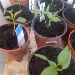 Chili plants Jalapeno/Cayenne